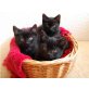 schwarze Katzenbabys, Milchbart - Katze
