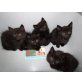 schwarze Langhaar Hauskätzchen - Katze