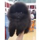 schwarzer AKC Pomeranian Welpe, Zwergspitz - Rüde