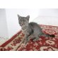 scrobby, europä.Kurzhaar/Hauskatze - Kater