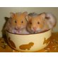 sehr neugierige, liebe Rex-Teddyhamster, Rexhamster - weiblich