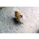 sein Frauchen ist gestorben, Chihuahua langhaariger Schlag - Rüde