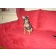 selin, Zwergpinscher - Hündin