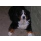 senta, Berner Sennenhund - Hündin
