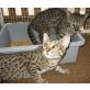 serval katze zu verkaufen, Serval - Katze