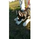 shadow, Siberian Husky Welpen - Rüde