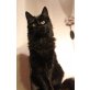shaky sally, Maine Coon - Katze