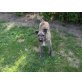 shania 6 monate, Schnauzer- Irisch Wolfhund - Hündin