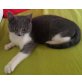 sheba, hauskatze - Katze