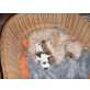 shi-tzu/Chihuahua Welpen - Rüde