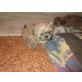 shi tzu Tibet spaniel Welpen - Hündin