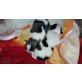 shih tzu malteser jack russel Welpen - Rüde