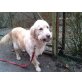 shila, Golden Retriever - Hündin