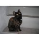 shila, hauskatze - Katze