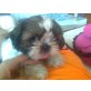 shitzu, Shih Tzu Welpen - Rüde