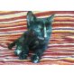 shy girl, spicey, bunte hauskatzen - Katze