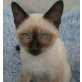 siam seal point, Siamesen - Kater