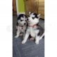 siberian husky, Siberian Husky - Hündin