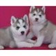 siberian husky, Siberian Husky - Hündin