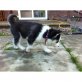 siberian husky, Siberian Husky - Rüde