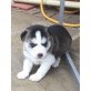 siberian husky, Siberian Husky - Rüde