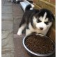siberian husky, Siberian Husky - Rüde