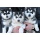 siberian husky, Siberian Husky - Rüde