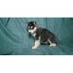siberian husky, Siberian Husky - Rüde