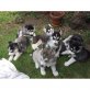 siberian husky, Siberian Husky - Rüde