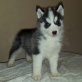 siberian husky, Siberian Husky - Rüde