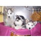 siberian husky Welpen - Hündin
