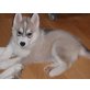 siberian husky Welpen - Rüde