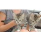 sibirische Waldkatzen Babys, Sibirische Katze - Katze