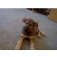 sid,chewbacca, schäferhund-mix Welpen - Rüde
