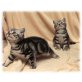 silber black tabby Bond und Banderos, Britisch Kurzhaarkatze - Kater