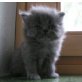 silver/blue wird Zinnfärbig, Perser - Kater