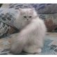 silver-shell  (chinchilla) Campari, Perser - Kater