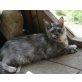silvi, Maine Coon - Katze