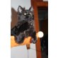 simba, Maine Coon - Kater