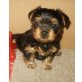 sind noch offen, Australian Silky Terrier Welpen - Rüde
