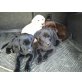 skippy, Labrador Retriever Welpen - Rüde