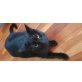 smoki (moki), Hauskatze - Katze