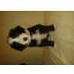 snoopy und pluto, Bearded Collie Welpen - Rüde