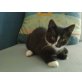 snopy ,carly, mix - Kater