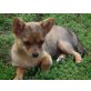 socke, Yorki - Chihuahua - Rüde