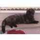 sonnenmole, Britisch Kurzhaarkatze - Kater