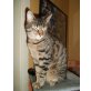 sos-streetcats Notfallkater Elvis, EHK & EHK - Kater