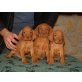 spater wird ausgesucht, Magyar Vizsla - Rüde