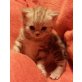 speedy, Britisch Kurzhaarkatze - Kater