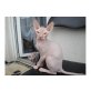 sphynx Kätzchen - Kater